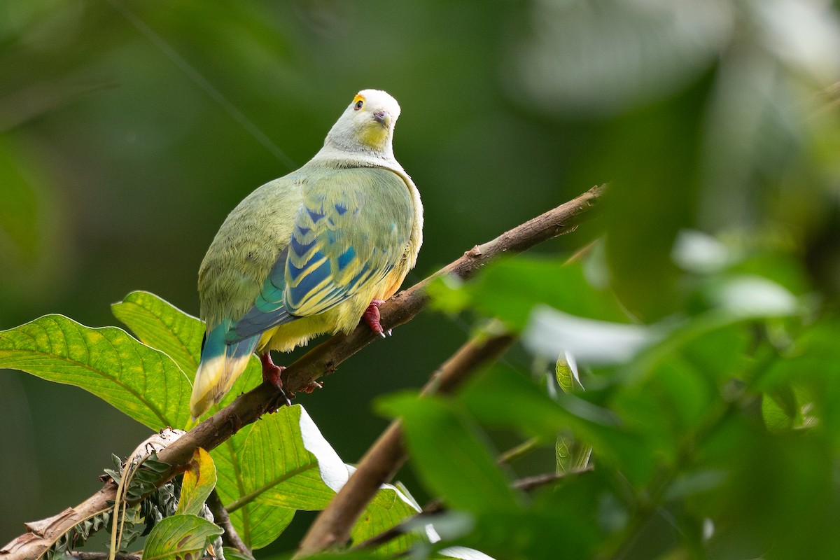 Тілопо білолобий - ML650726069