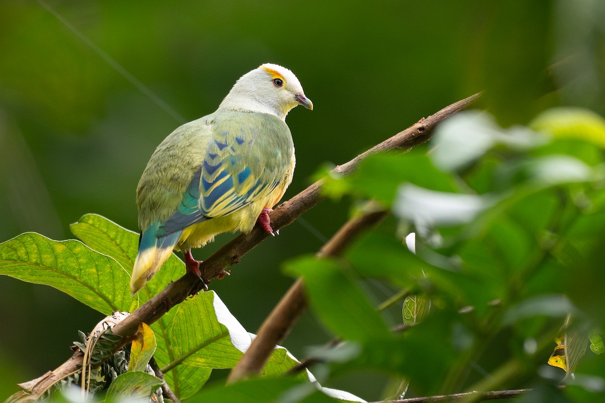 Тілопо білолобий - ML650726071