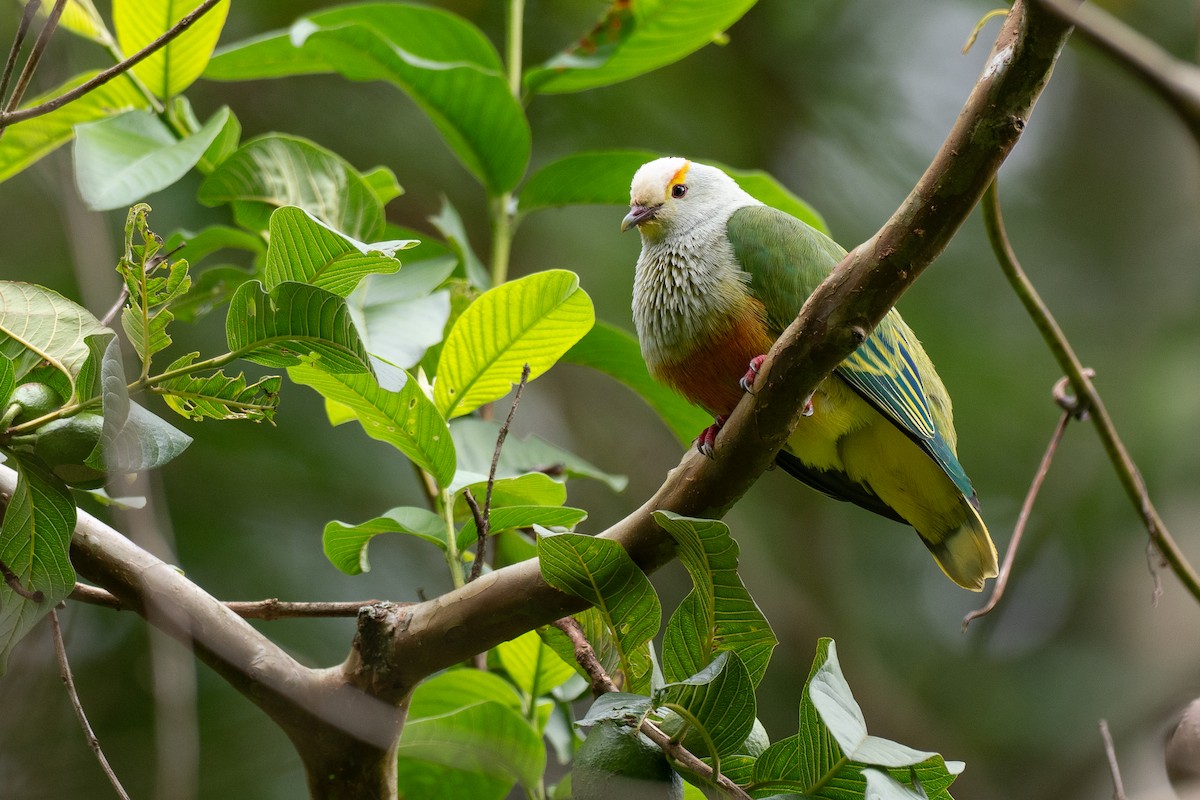 Тілопо білолобий - ML650726073