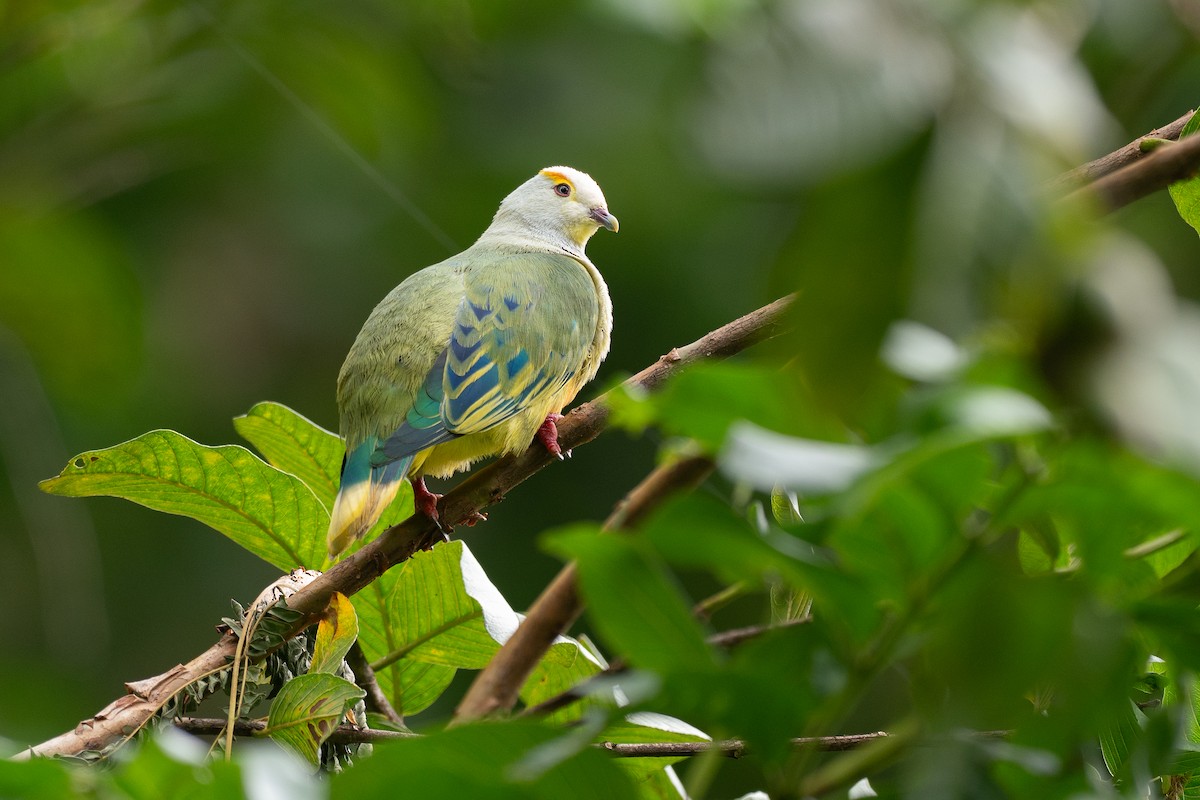 Тілопо білолобий - ML650726075