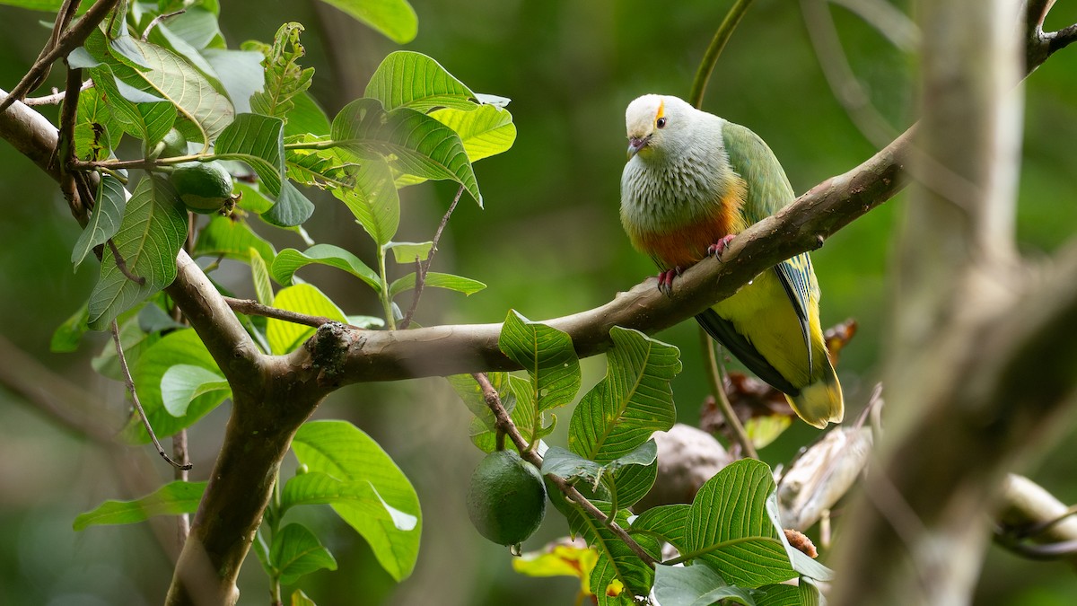 Тілопо білолобий - ML650726077