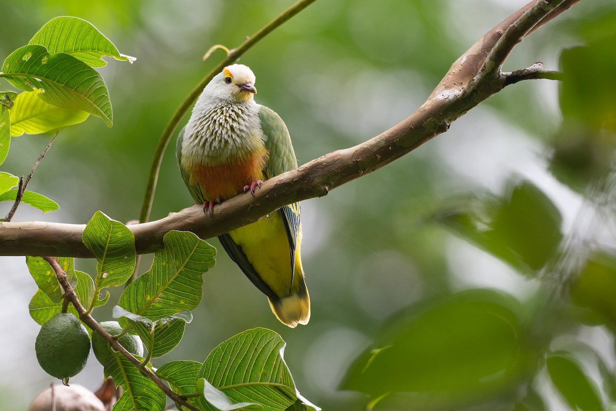 Тілопо білолобий - ML650726078