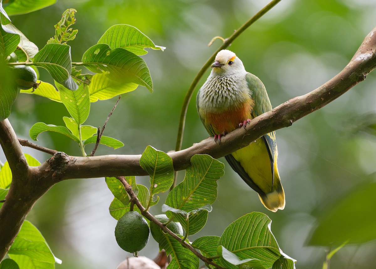 Тілопо білолобий - ML650726079