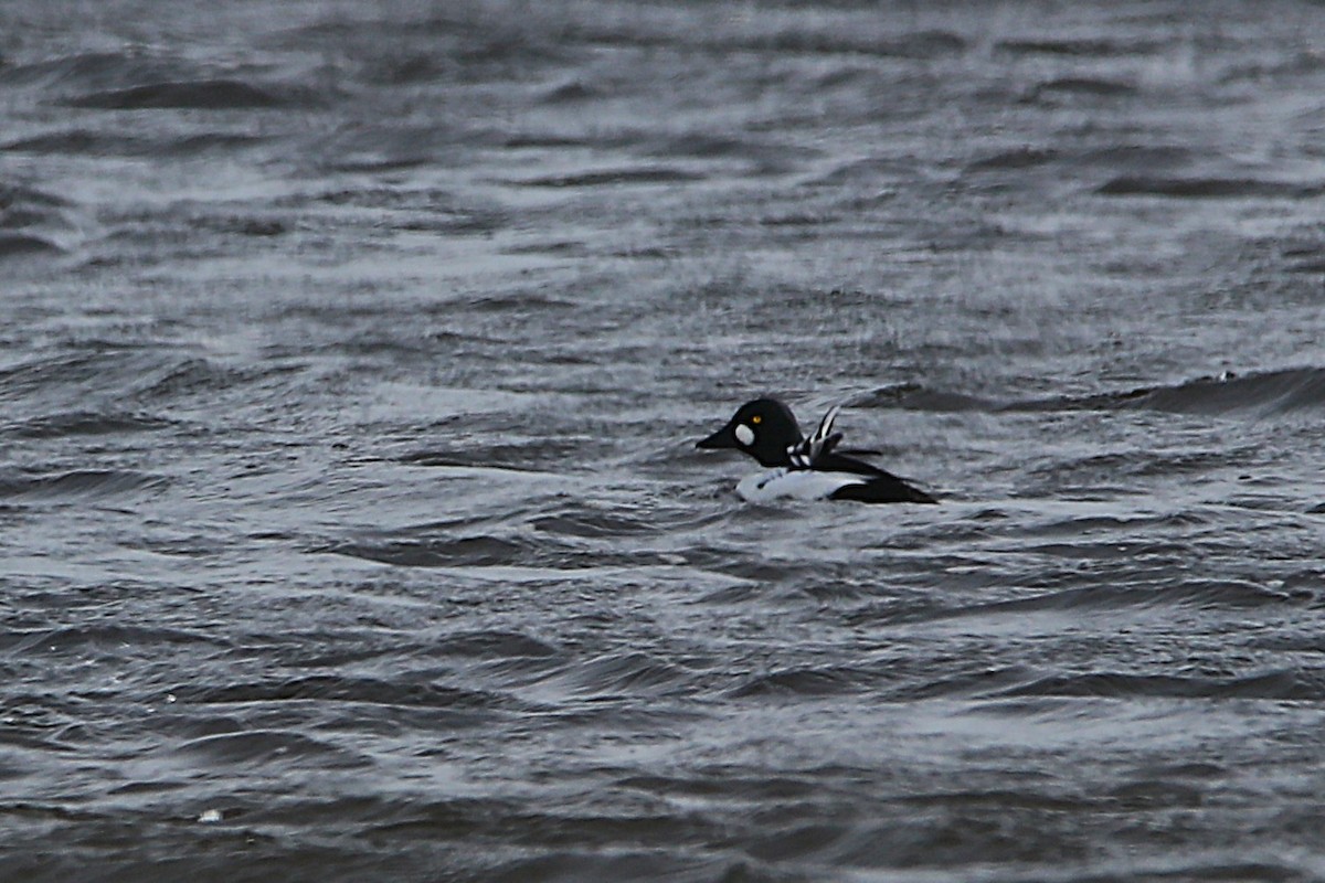 Garrot à oeil d'or - ML650726094