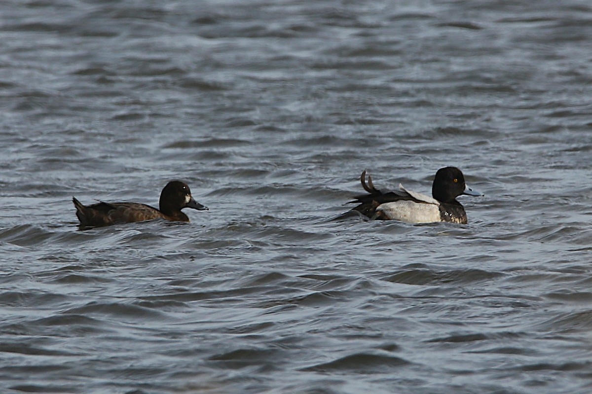 Fuligule milouinan ou Petit Fuligule - ML650726141