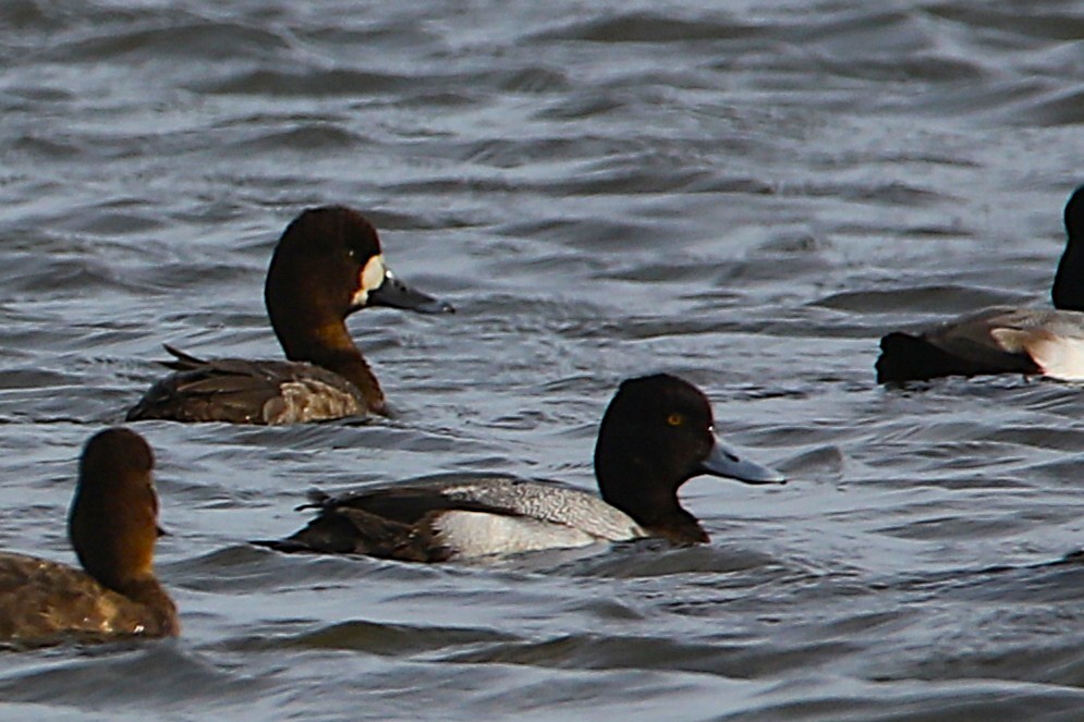 Fuligule milouinan ou Petit Fuligule - ML650726153