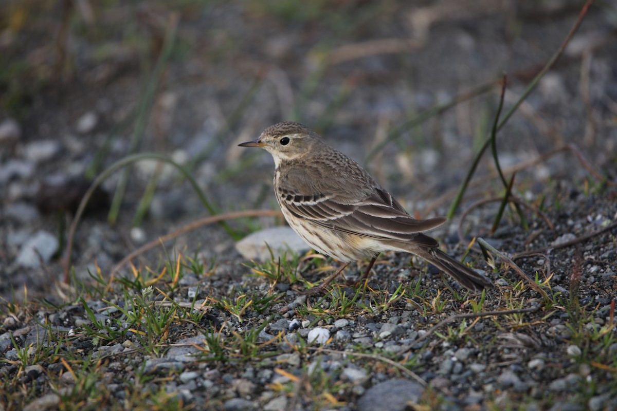 Pipit d'Amérique - ML650726194
