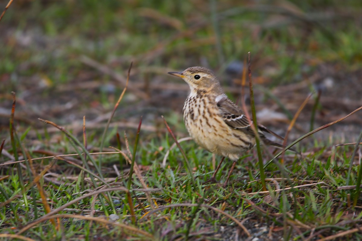 Pipit d'Amérique - ML650726213