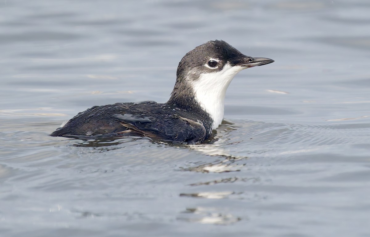 Моржик тихоокеанський - ML650726234