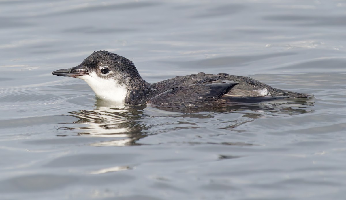 Моржик тихоокеанський - ML650726242