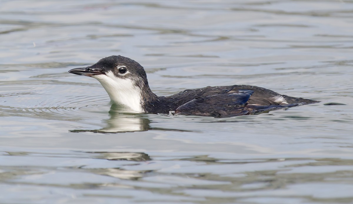 Моржик тихоокеанський - ML650726266