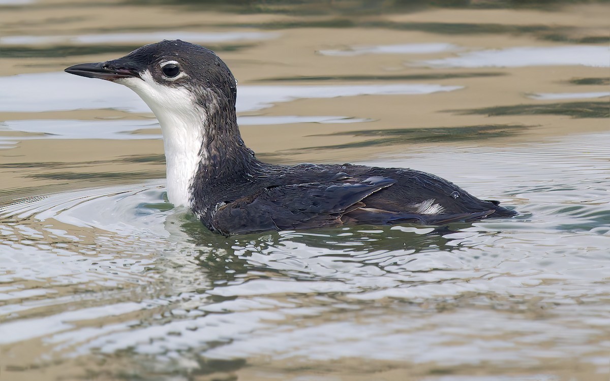 Моржик тихоокеанський - ML650726275