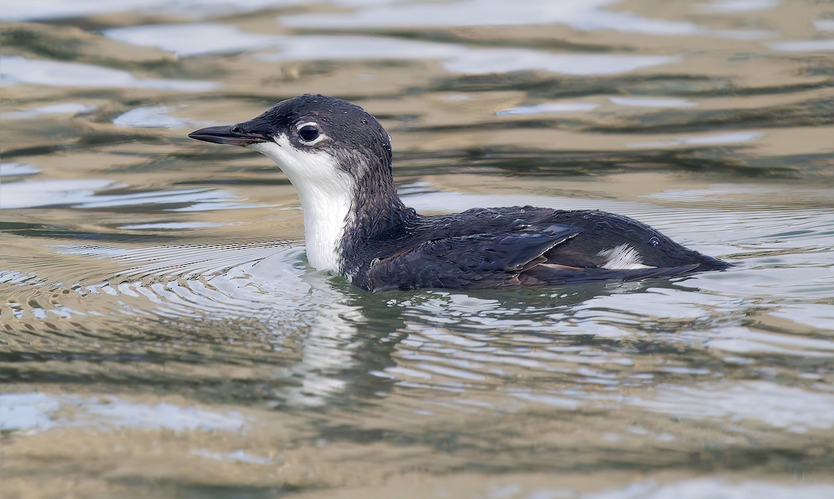 Моржик тихоокеанський - ML650726280