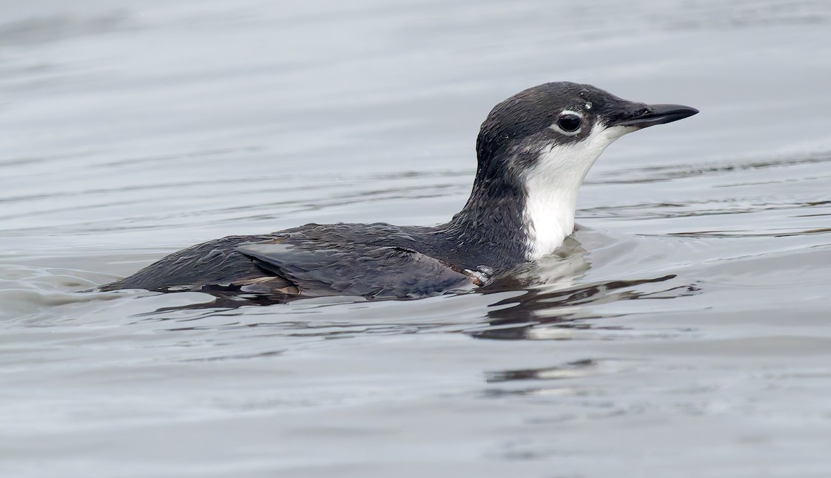 Моржик тихоокеанський - ML650726288