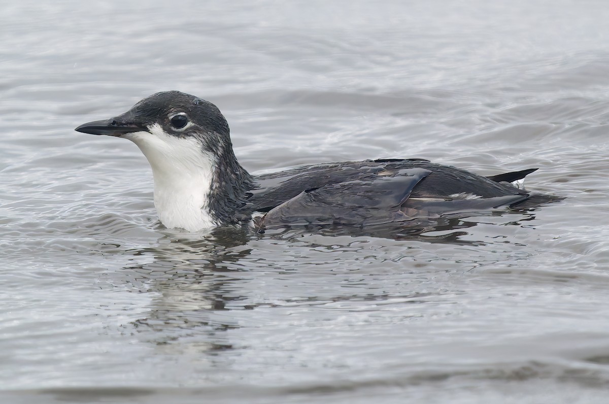 Моржик тихоокеанський - ML650726289