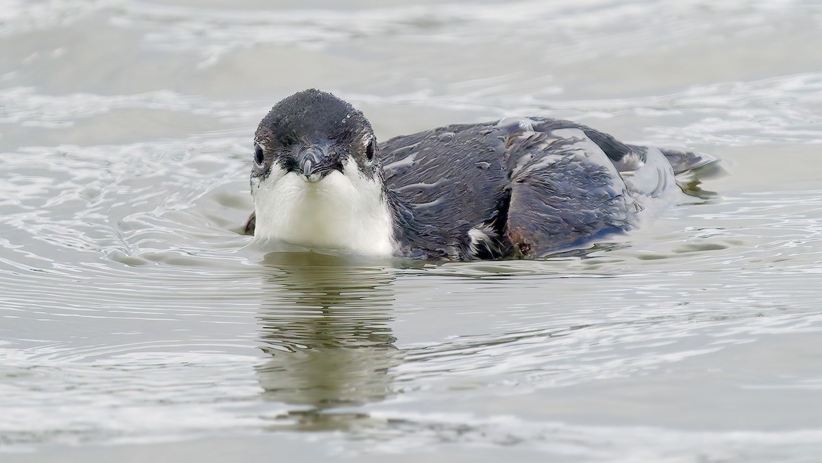 Моржик тихоокеанський - ML650726295