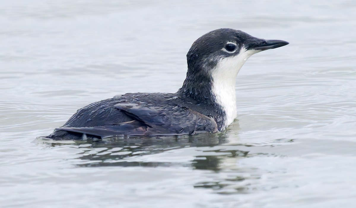 Моржик тихоокеанський - ML650726306