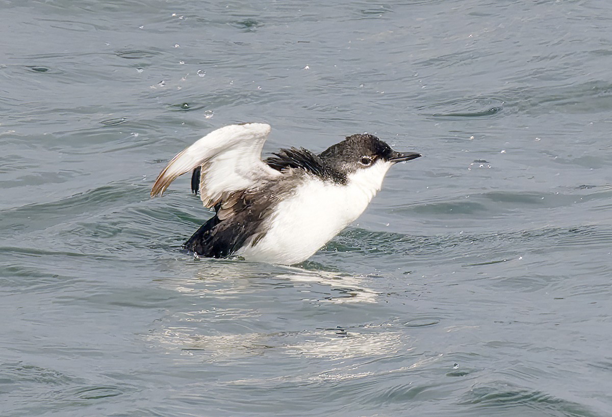 Моржик тихоокеанський - ML650726317