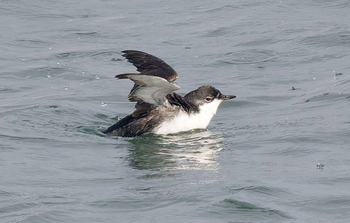 Моржик тихоокеанський - ML650726318