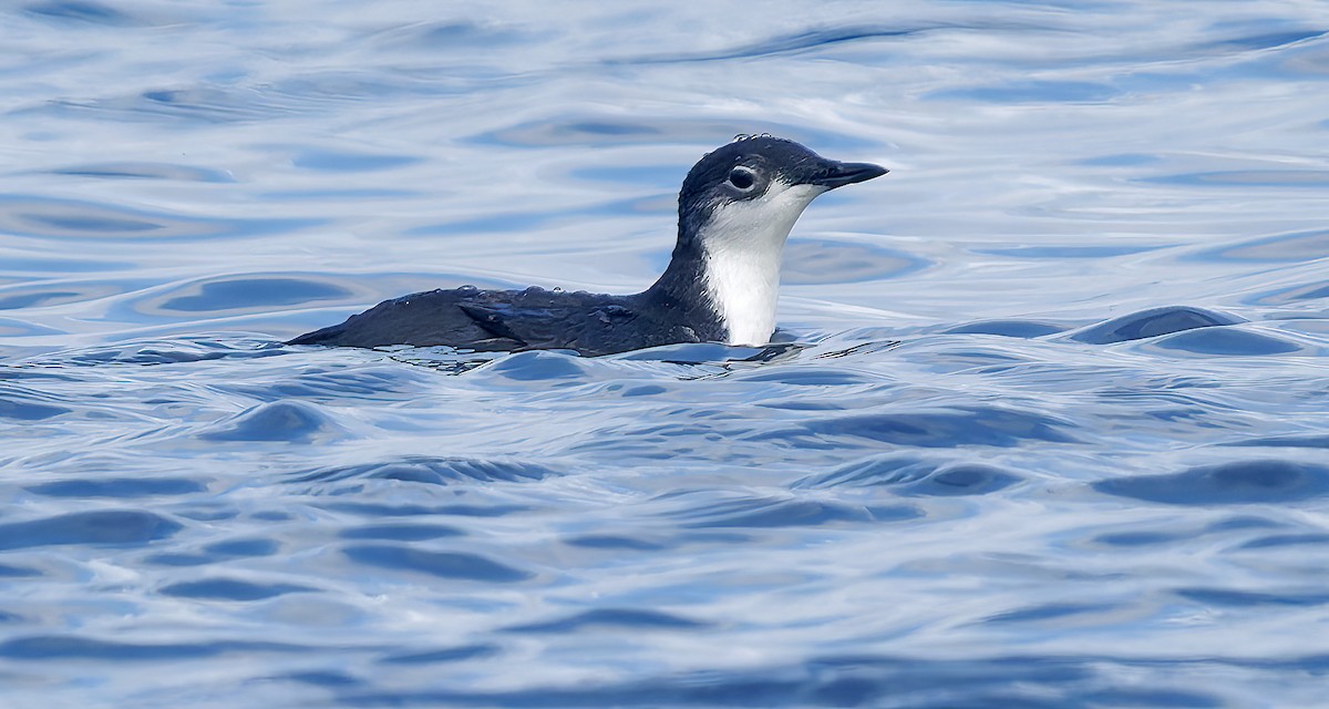 Моржик тихоокеанський - ML650726319