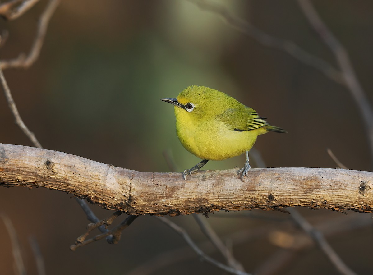 Northern Yellow White-eye - ML650726371