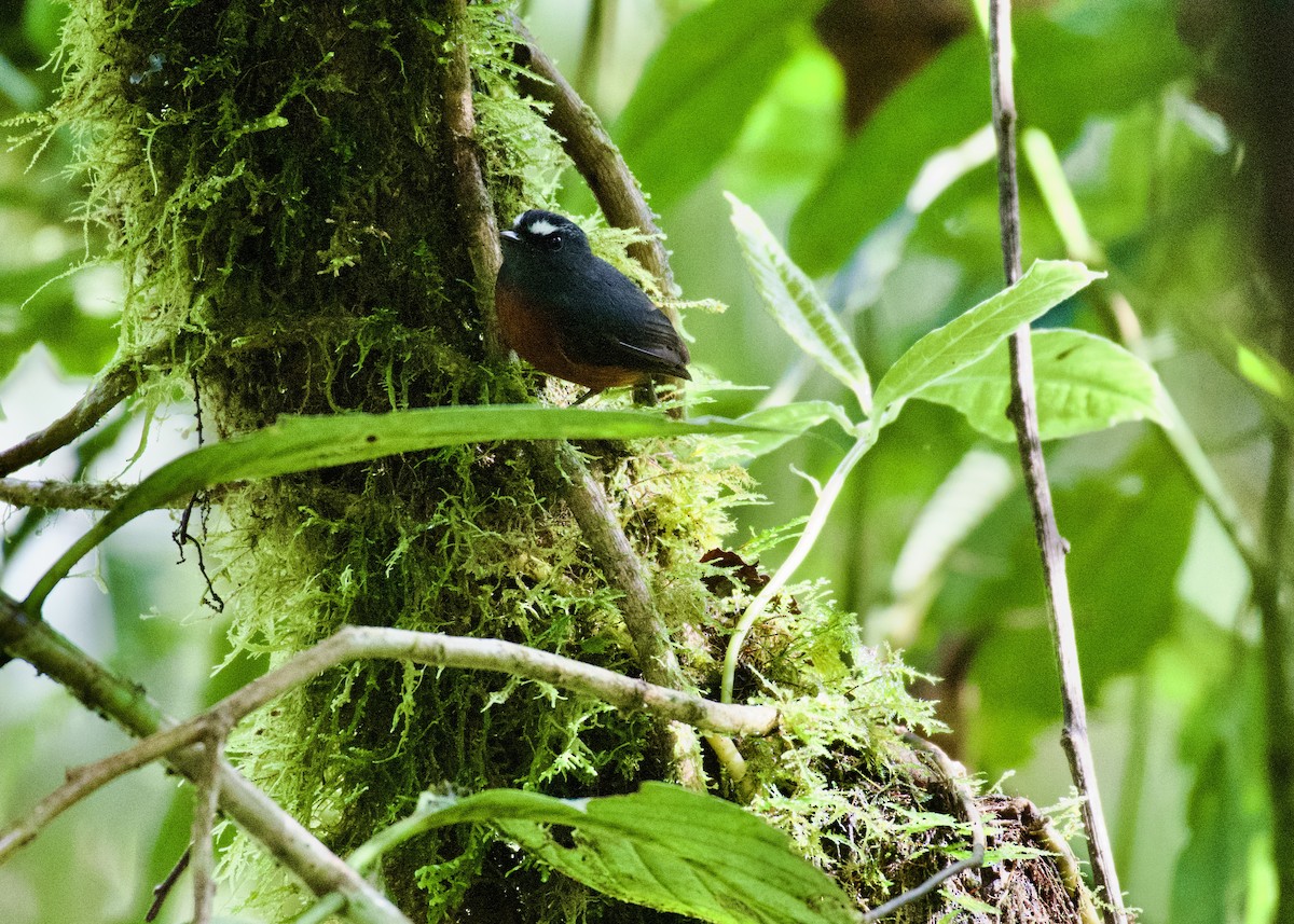 Chestnut-bellied Chat-Tyrant - ML650726423