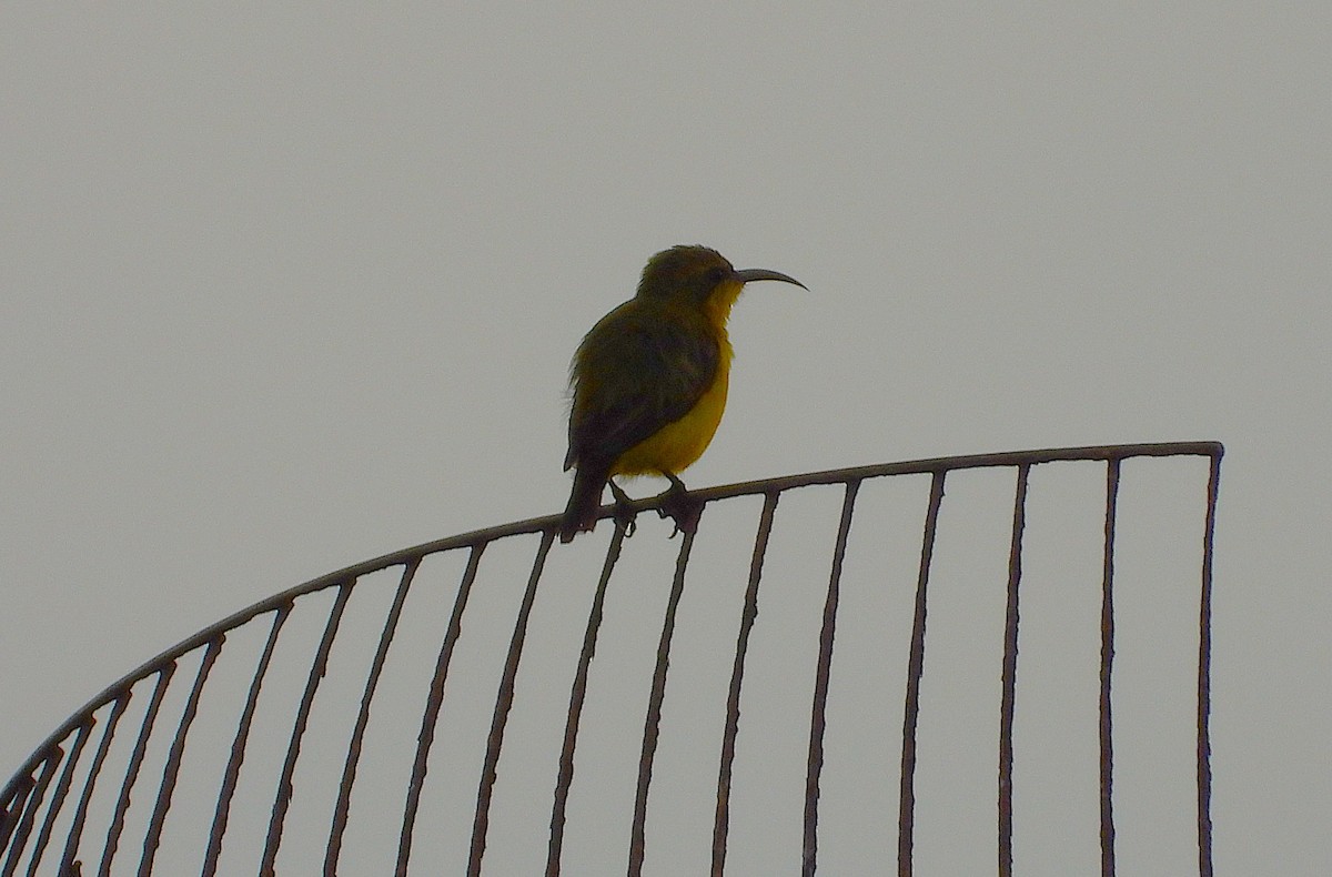 Sahul Sunbird - ML650726691