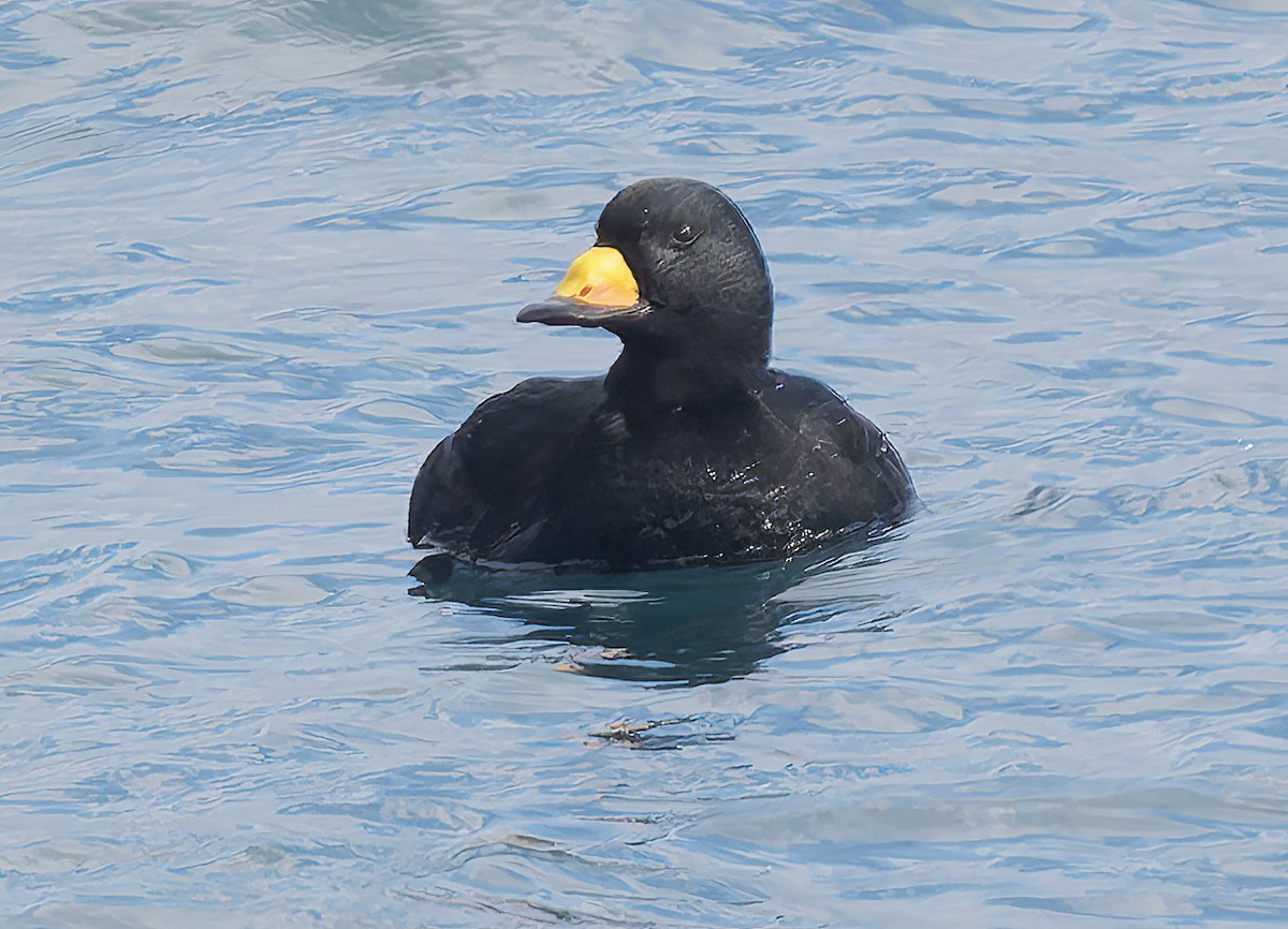 Синьга американська - ML650726734