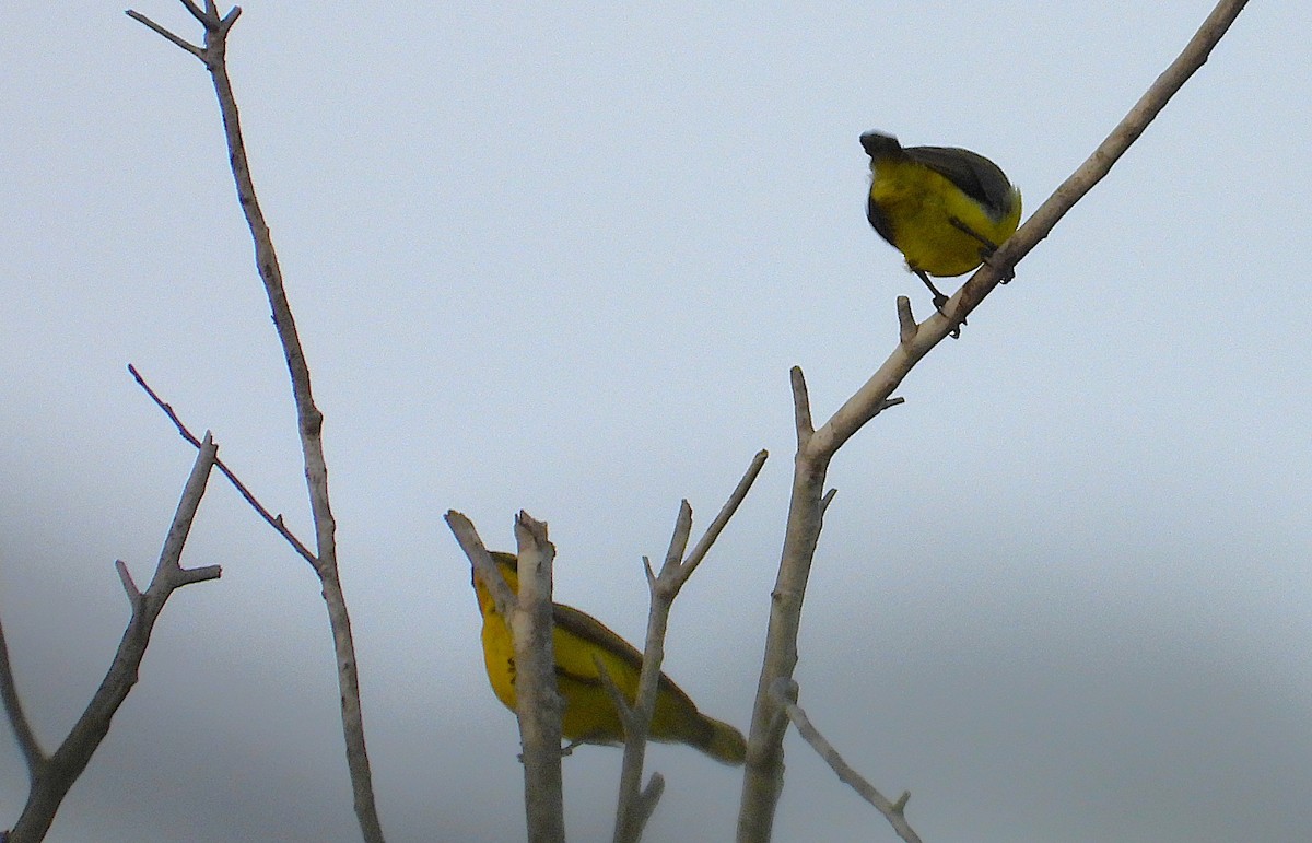 Sahul Sunbird - ML650726741