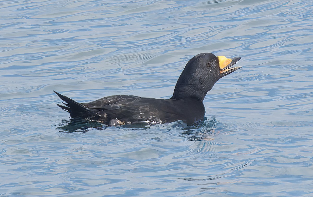 Синьга американська - ML650726791