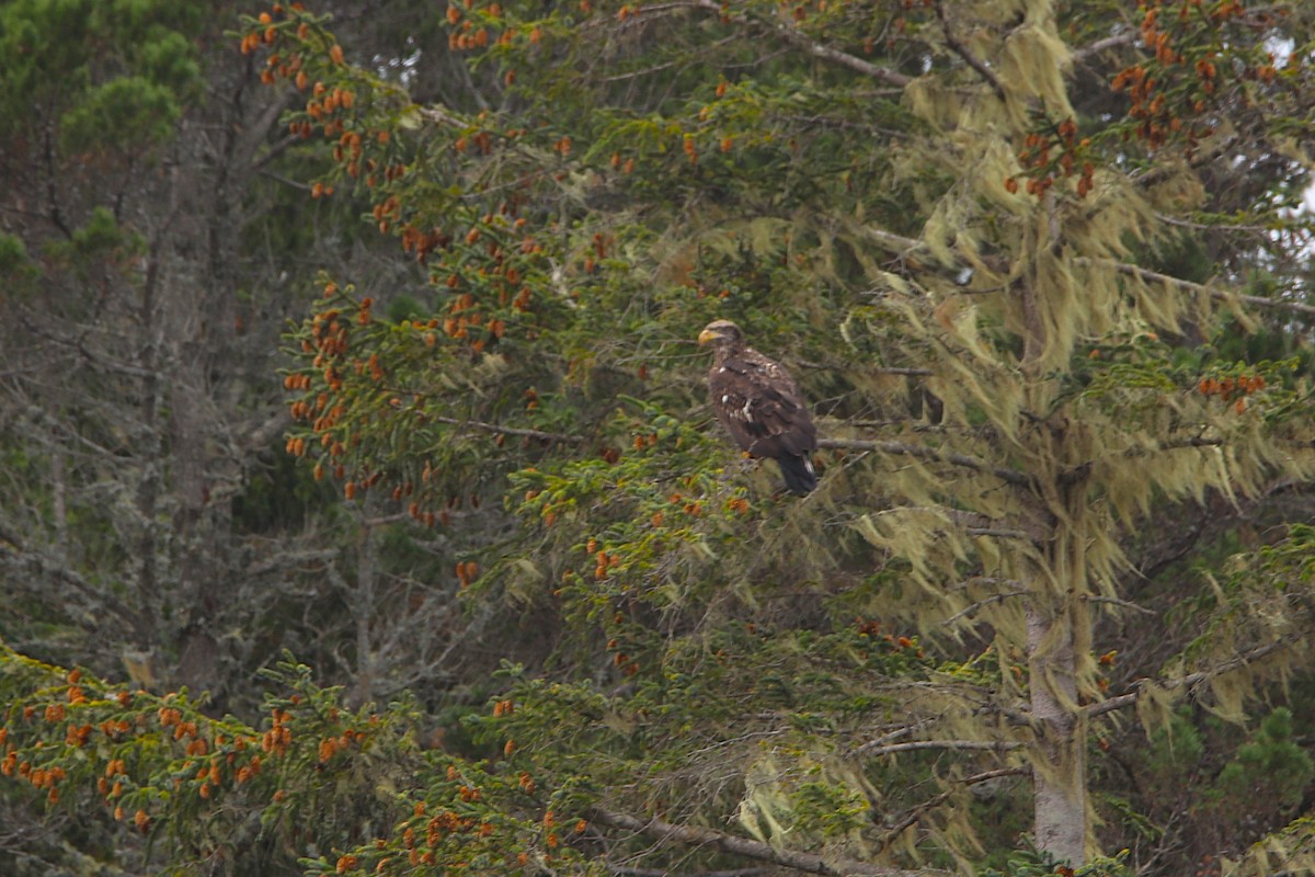 Pygargue à tête blanche - ML650726872
