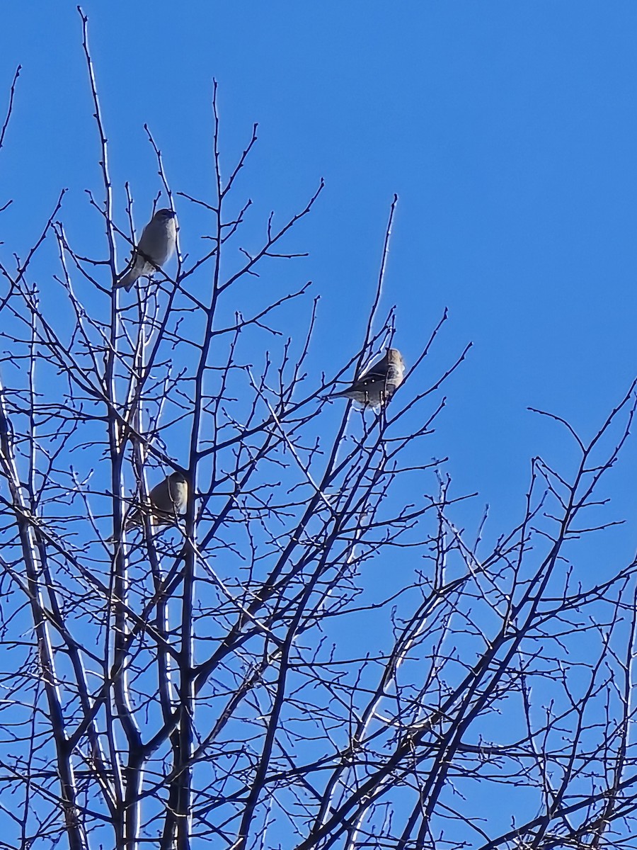 Camachuelo Picogrueso - ML650726890