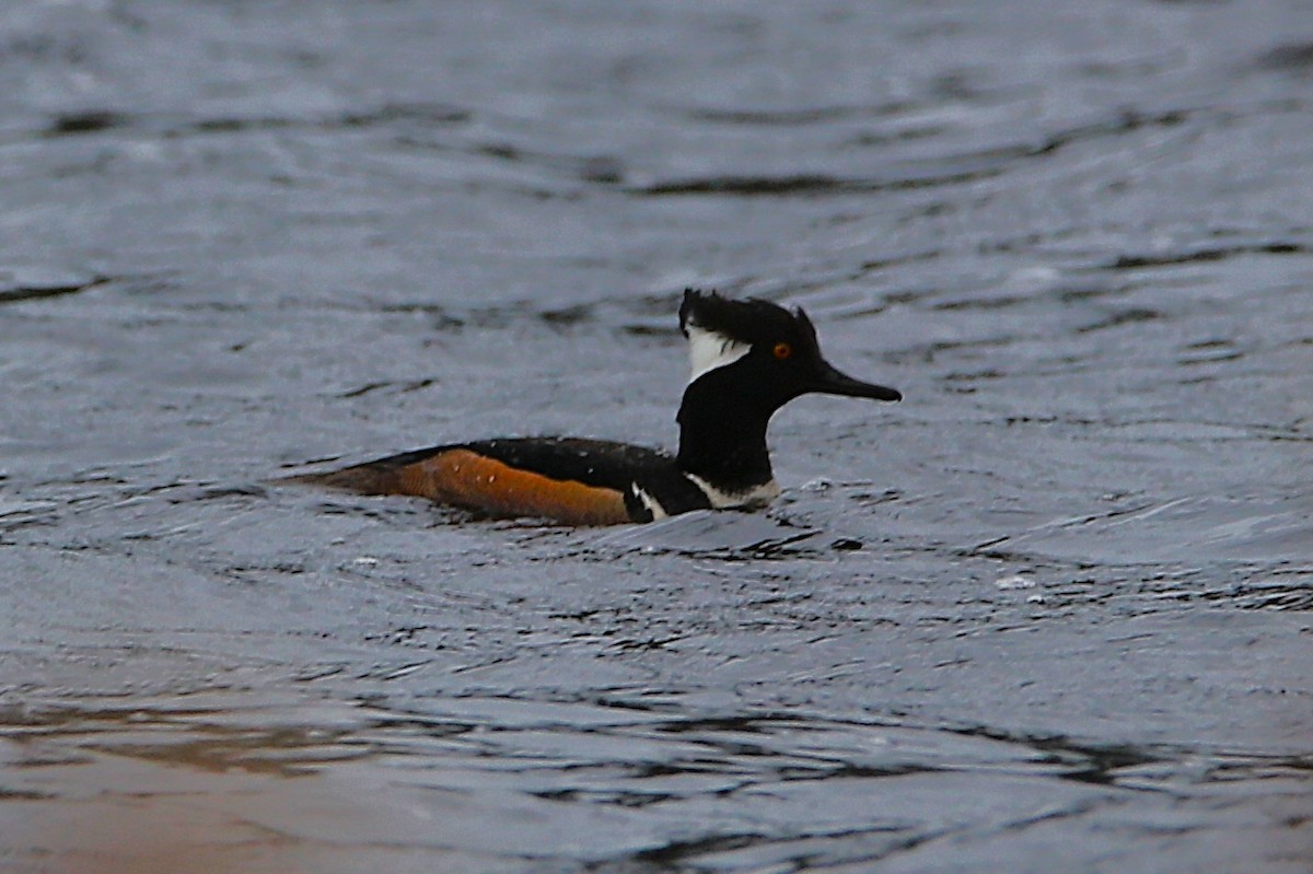 Harle couronné - ML650726894