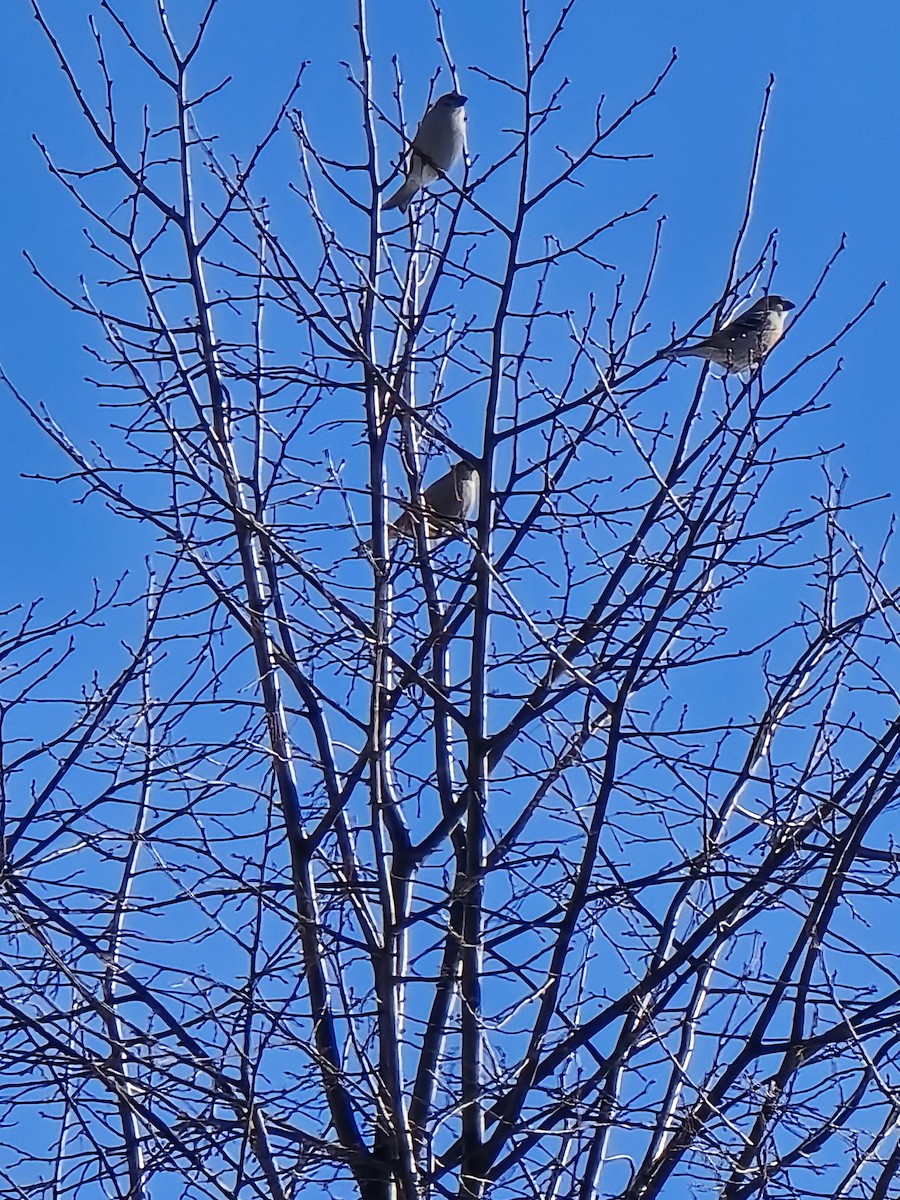 Camachuelo Picogrueso - ML650726912