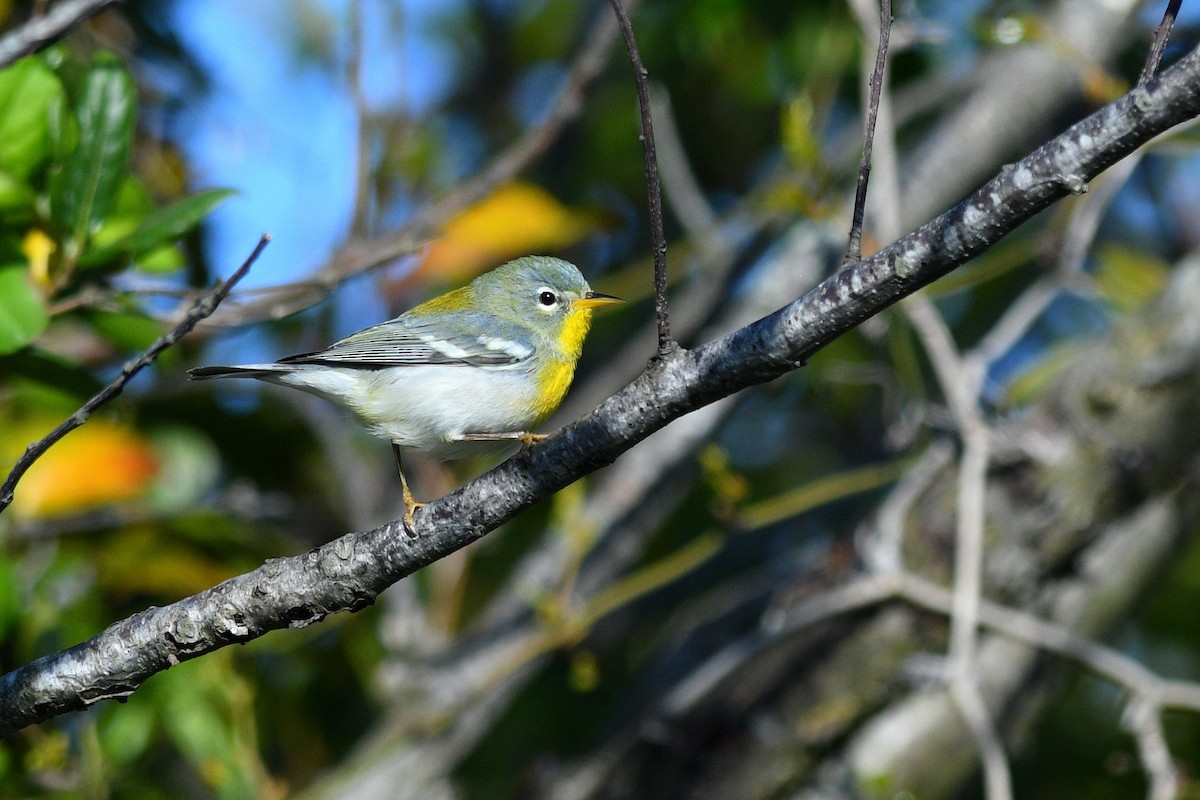Northern Parula - ML650727015