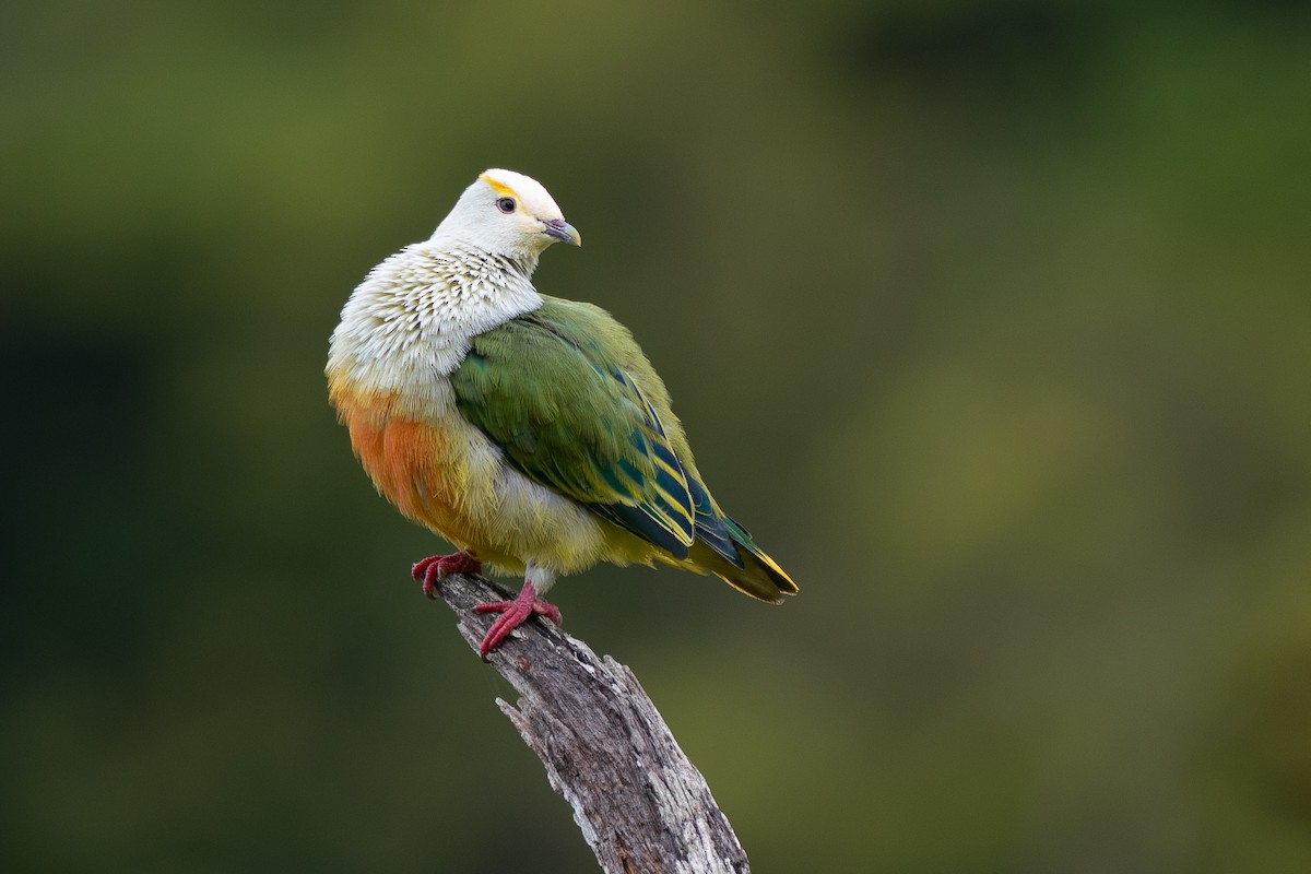 Тілопо білолобий - ML650727018