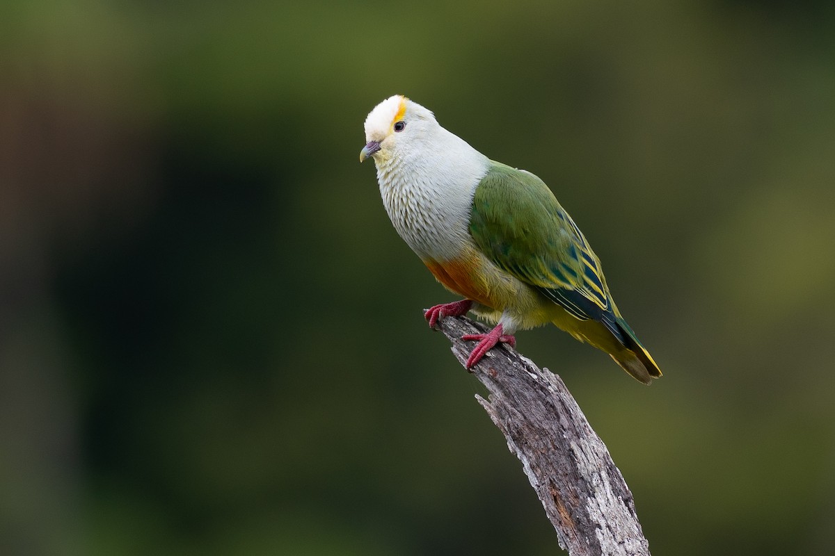 Тілопо білолобий - ML650727019