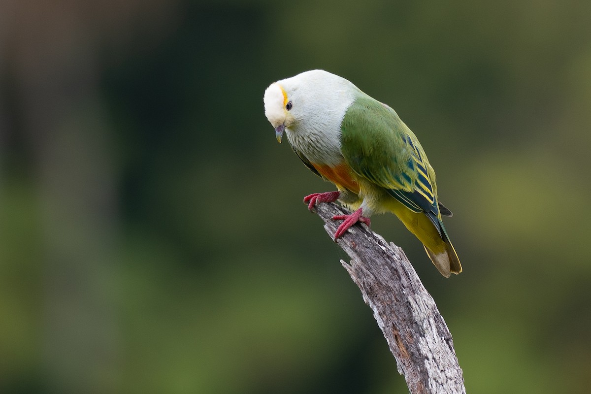 Тілопо білолобий - ML650727020