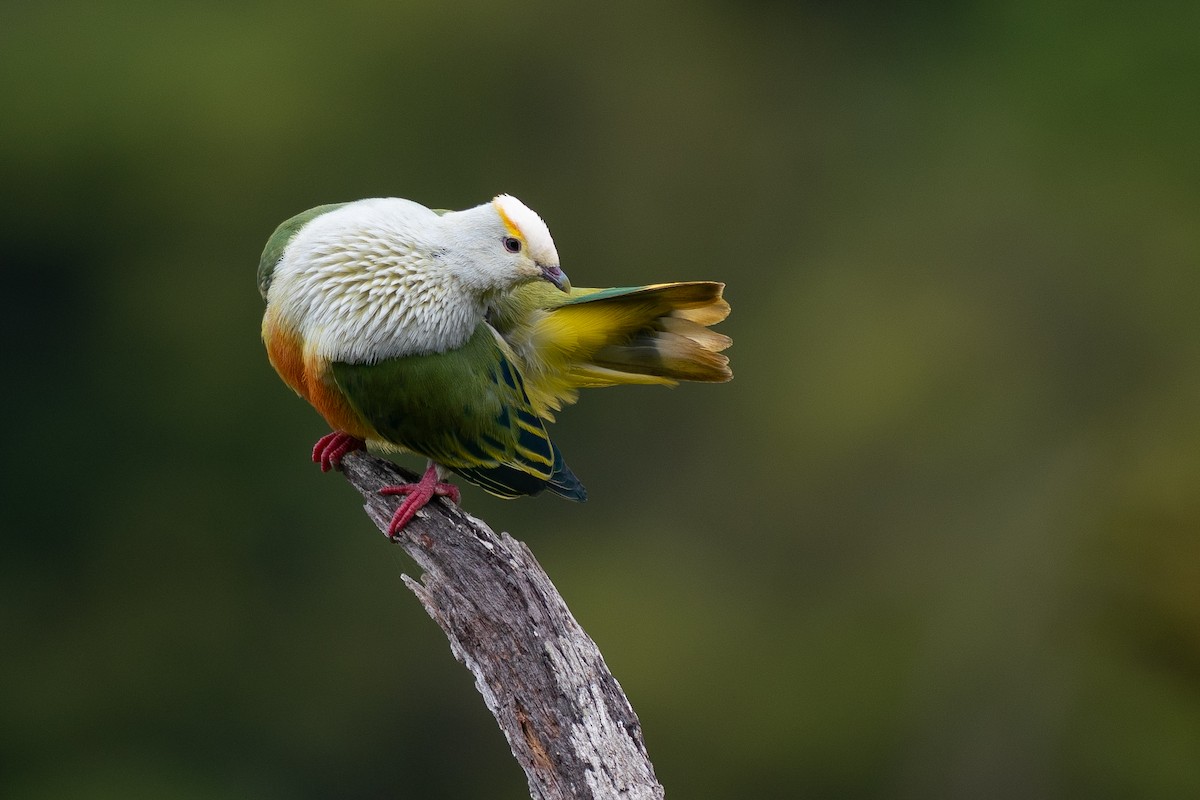 Тілопо білолобий - ML650727021