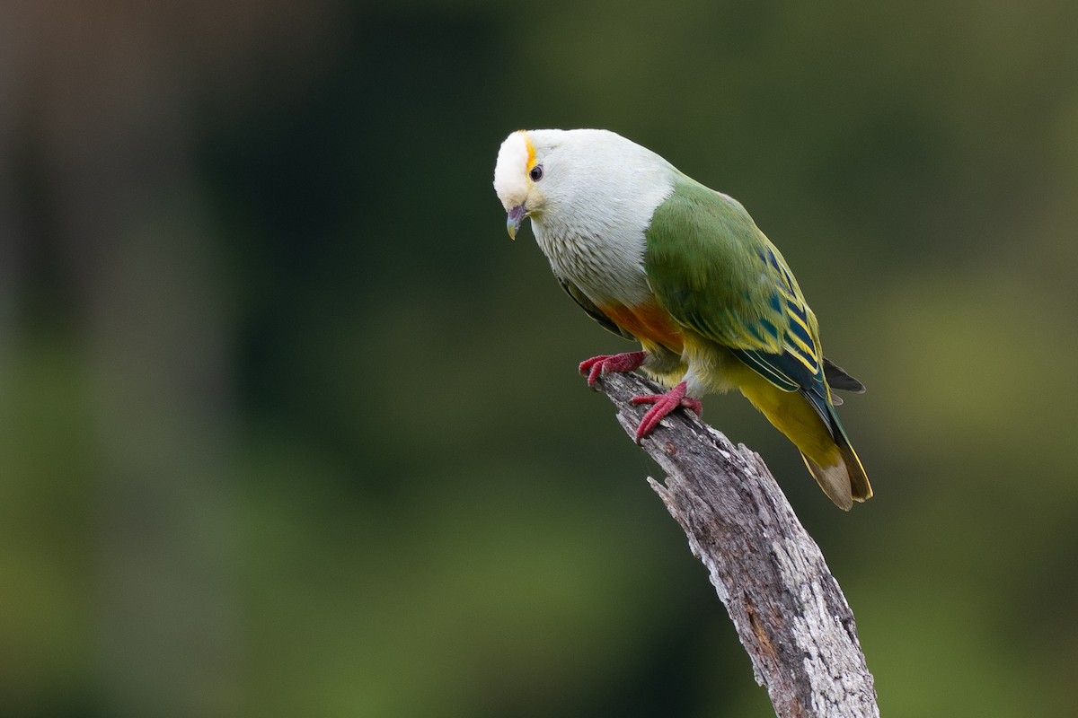 Тілопо білолобий - ML650727022