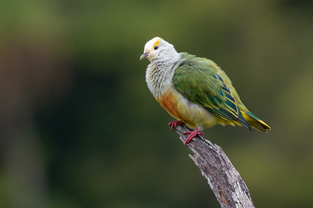 Тілопо білолобий - ML650727023