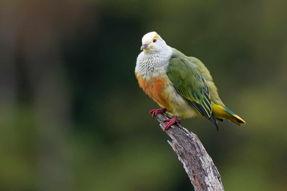 Тілопо білолобий - ML650727024