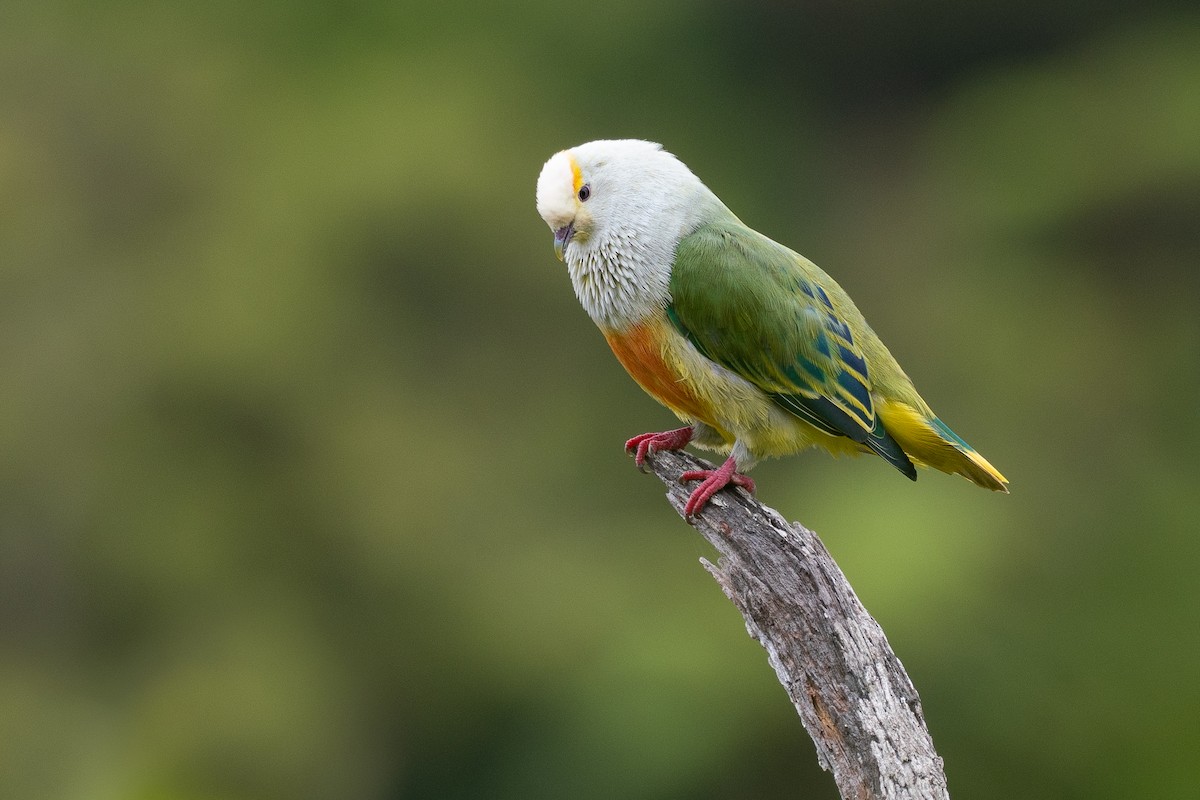 Тілопо білолобий - ML650727025