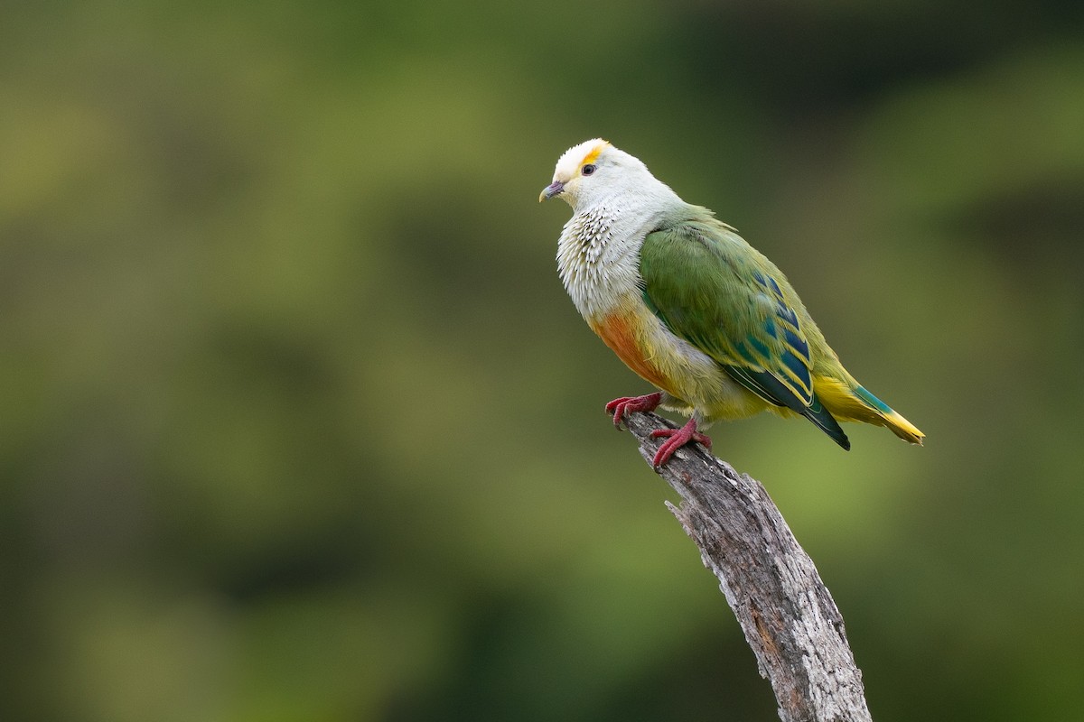 Тілопо білолобий - ML650727026