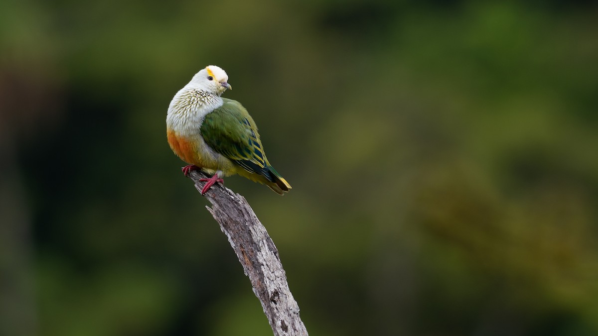 Тілопо білолобий - ML650727027