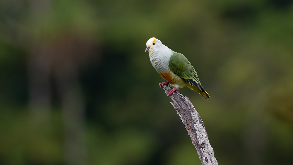 Тілопо білолобий - ML650727028