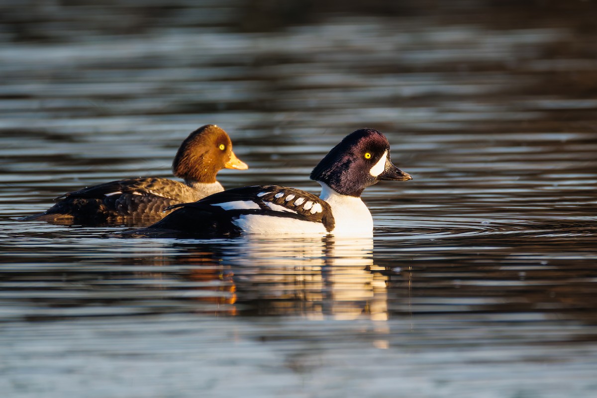 Barrow's Goldeneye - ML650727101