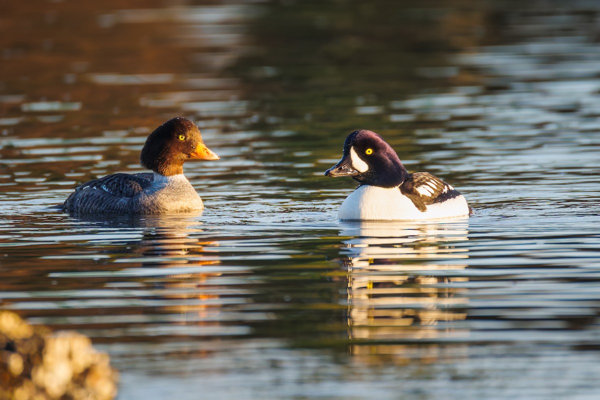 Barrow's Goldeneye - ML650727102