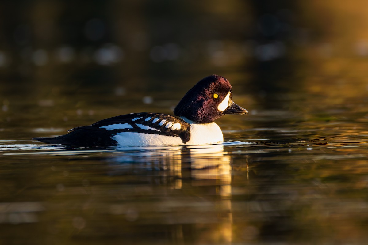 Barrow's Goldeneye - ML650727103