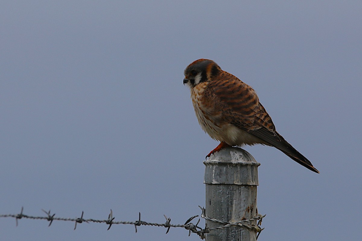 Crécerelle d'Amérique - ML650727296